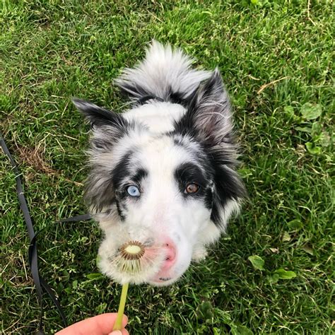 border collie husky mix